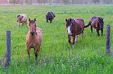 Friendly Horses_10700